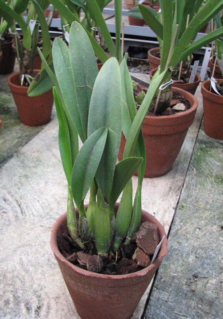 Laeliocattleya Tokyo Magic 'Kitty'.jpg