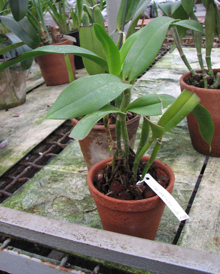 Epilaeliocattleya Siam Jade 'Avo'.jpg