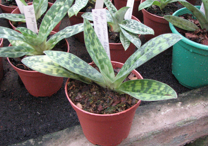 Без цветоноса