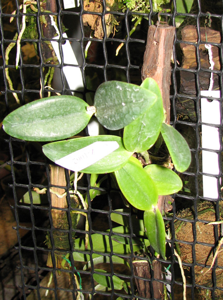 Cattleya loddigesii alba 'Rina Graciano Brizola' x Cattleya loddigesii alba 'HI'.jpg