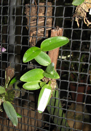 Cattleya intermedia sanguinea 'do Padre Vitus' x Cattleya intermedia flamea 'BF-96'.jpg