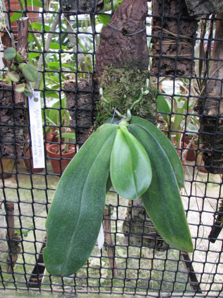Phalaenopsis violacea 'Borneo'.jpg