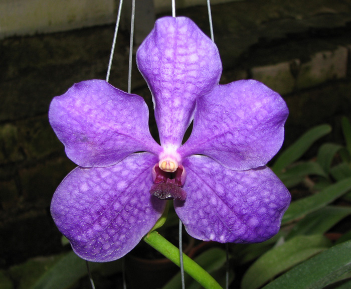 Фото орхидеи Vanda Somsri Pink x Vanda Golamcos Blue Magic