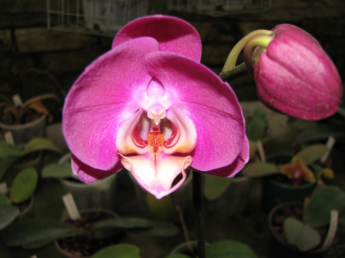 Фото орхидеи Doritaenopsis (Happy Smile x New Cinderella)