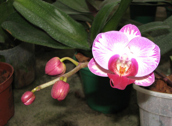 Фото орхидеи Doritaenopsis Taisuco Candystripe 'NO1'