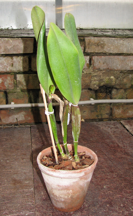 Brassolaeliocattleya King of Taiwan 'Ta-Hsin'.jpg