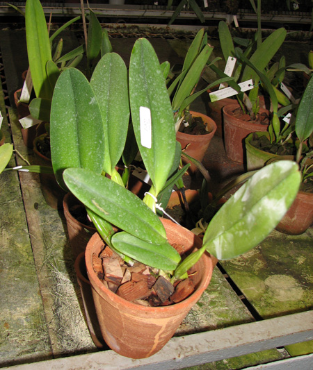 Cattleya gaskelliana coerulea (11-1) x Cattleya warneri coerulea 'Renata Dihel'.jpg