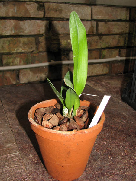 Brassoepidendrum Jim Wallace 'Leo'.jpg