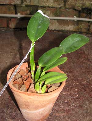 Фото орхидеи Cattleya warneri semi alba 'Geneva' x Laelia praestans alba