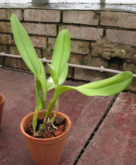 Фото орхидеи Cattleya labiata 'Labelo Grande' x Cattleya labiata 'Feliz Páscoa' с бутоном