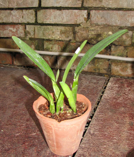 Cattleya trianae pincelada 'Taky-Huaylla' x Cattleya trianae integra orlata vinho.jpg
