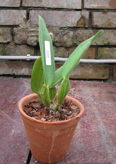 Фото орхидеи Cattleya warneri semi alba 'Alto Sapucaia' x Cattleya warneri semi alba 'Guindani'