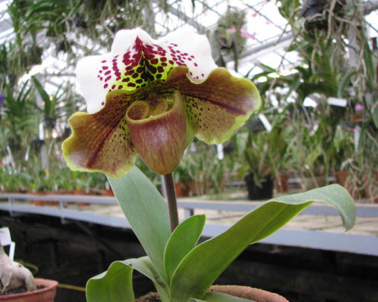 Paphiopedilum complex hybrid.jpg