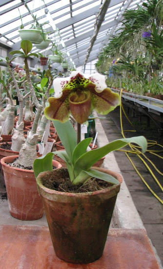 Paphiopedilum complex hybrid.jpg