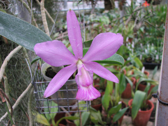 Cattleya walkeriana.jpg