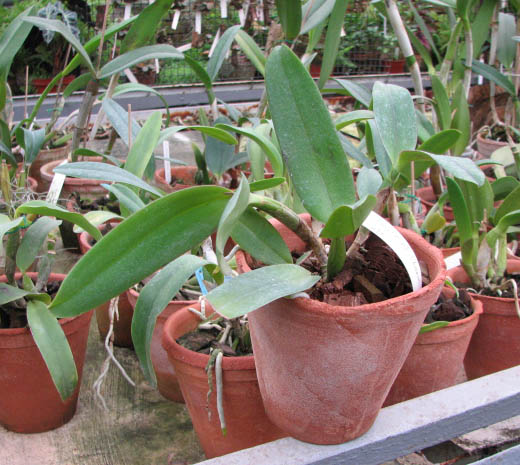 Фото орхидеи Laeliocattleya Imperial Charm 'Sato' с цветоносами