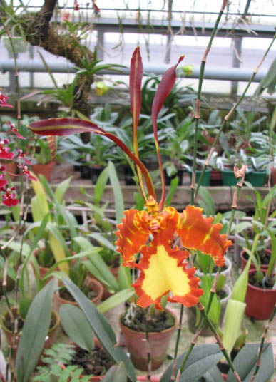 Psychopsis Kalihii 'Big'.jpg