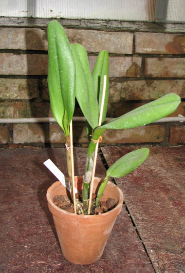 Brassolaeliocattleya Orange Show 'Cloud Forest'.jpg