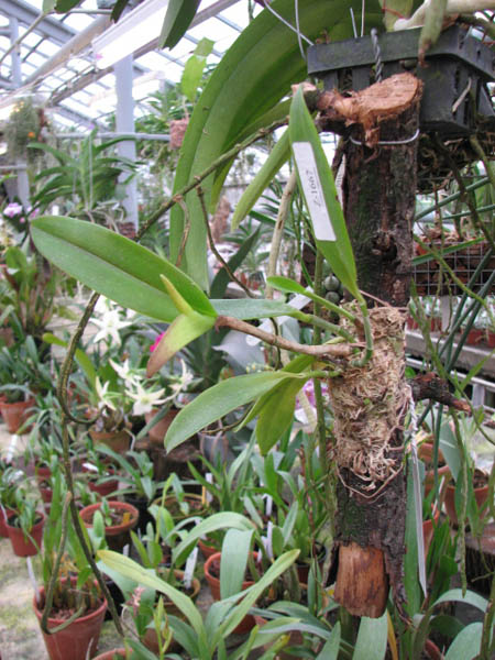 Cattleya araguaiensis x SELF.jpg