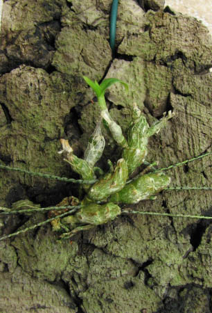 Dendrobium wangliangii.jpg