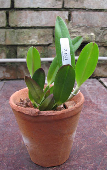 Фото орхидеи Cattleya luteola x Laelia jongheana