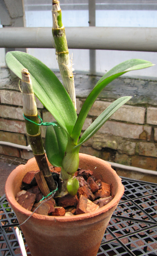 Dendrobium Kultana Beauty.jpg