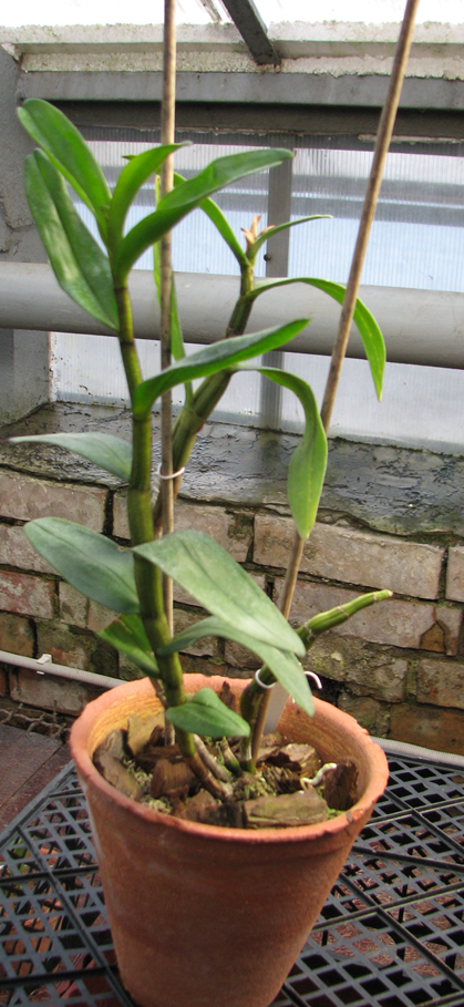 Dendrobium Dawn Maree.jpg