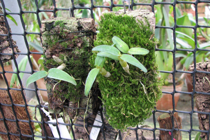 Nikko-Den and Kanayama.jpg