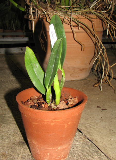 Cattleya labiata amesiana lineata 'AWZ' (Z-8) x Cattleya labiata amesiana lineata 'Pedra Azul'.jpg