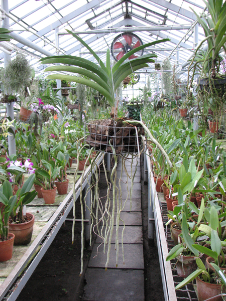 без цветоноса