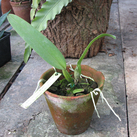 Cattleya labiata amesiana concolor 'Serra Negra' x Cattleya labiata amesiana 'Angel' (Z-43).jpg