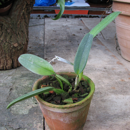 Cattleya labiata amesiana 'São Gabriel' (Z-8) x Cattleya labiata amesiana 'Rei Momo' (Z-43).jpg