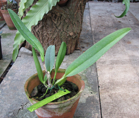 Cattleya labiata amesiana lineata 'AWZ' (Z-8) x Cattleya labiata amesiana lineata 'Pedra Azul'.jpg