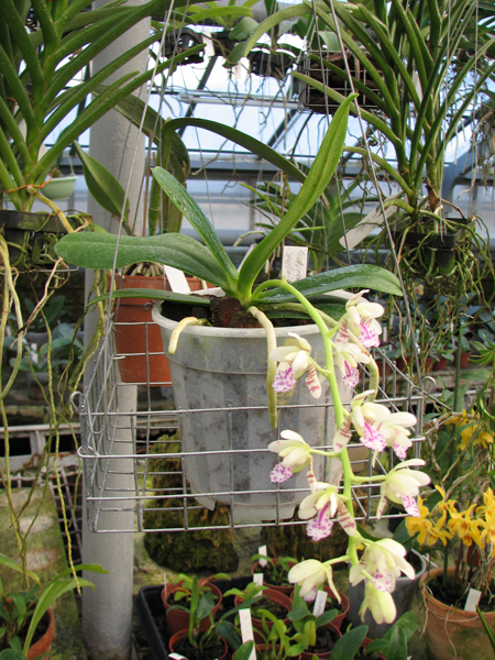 Орхидея Sedirea japonica.jpg