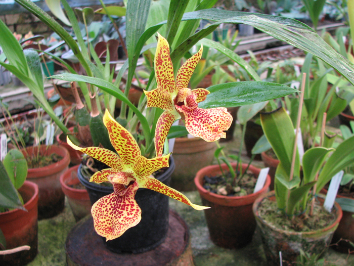 Propetalum Hark.jpg