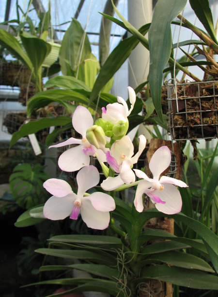 Орхидея Vanda coerulea pink.jpg