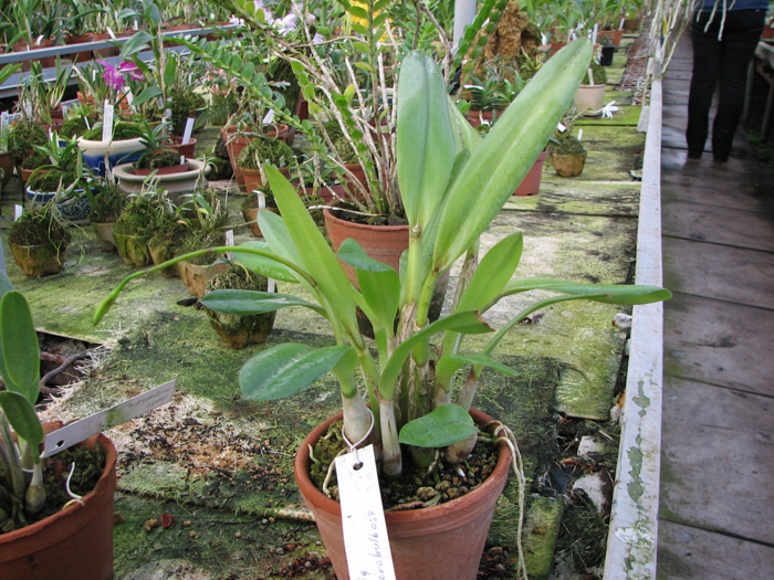 Laelia macrobulbosa.jpg