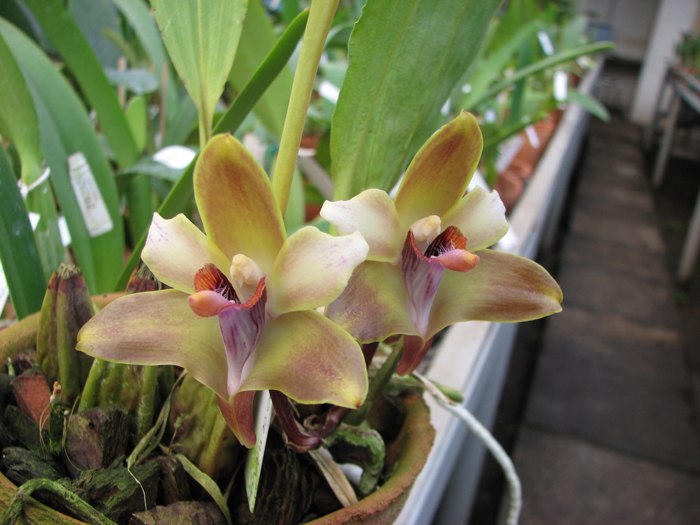 Bifrenaria melicolor.jpg