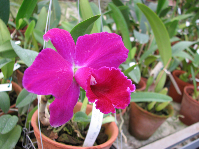 Laeliocattleya Imperial Wings 'Noble'.jpg
