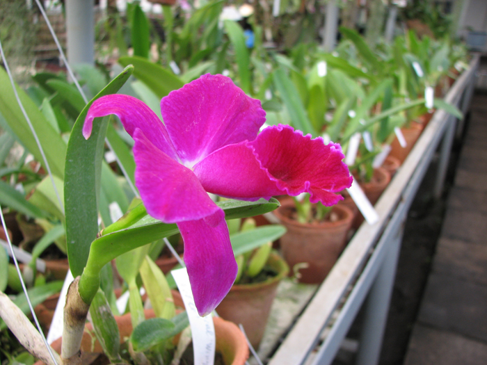 Миниатюрная орхидея Laeliocattleya Imperial Wings 'Noble'.jpg