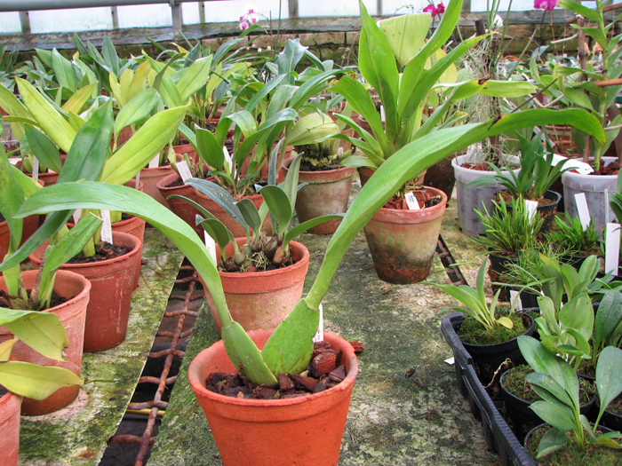 Trichopilia hennisiana.jpg