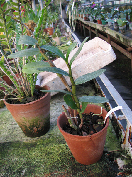 Dendrobium Dawn Maree 'ORCHIS'.jpg