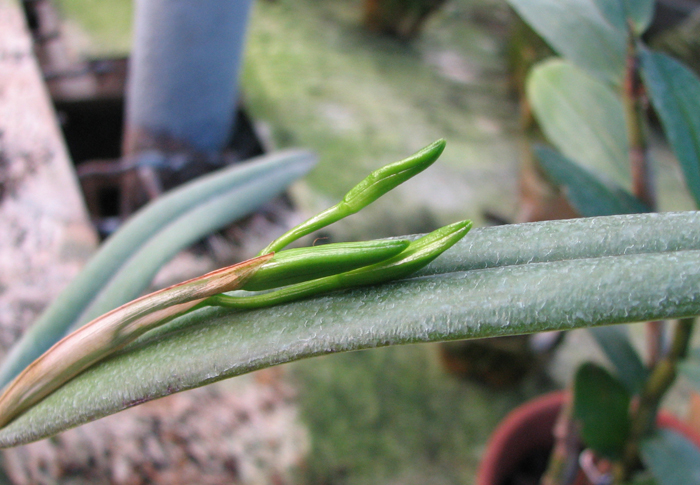 Laelia harpophylla.jpg
