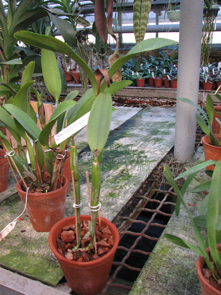 Cattleya skinneri.jpg