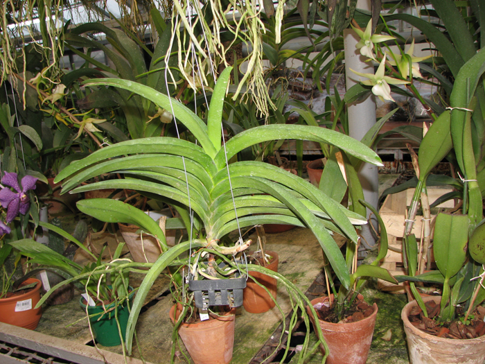 Ascocenda Jiraprabha x Vanda Chalie Clark x Ascocenda Krailerk White.jpg