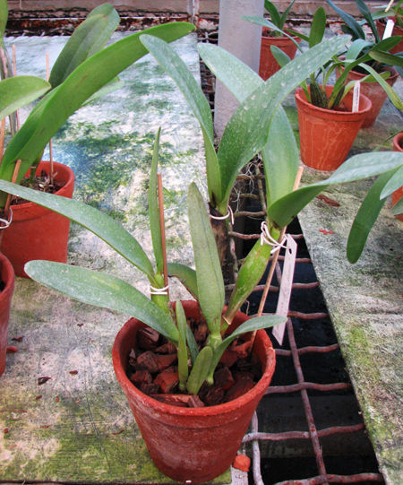 Laeliocattleya Sierra Skies 'Leone'.jpg
