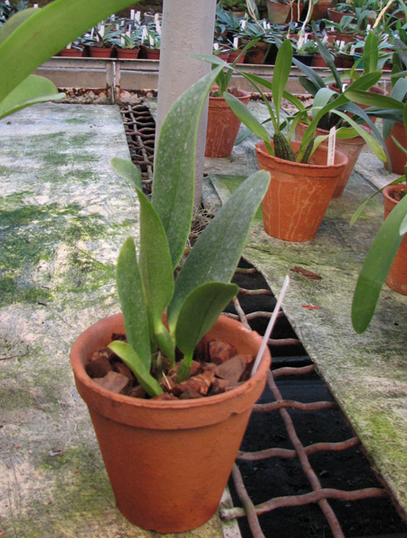 Laeliocattleya Mini Purple 'Blue Pacific'.jpg