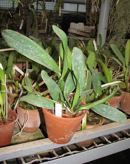Laeliocattleya Kazuko Takamatsu 'Seto Blue'.jpg
