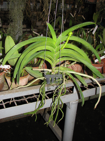 Vanda Vivan x Ascda Kultana Flame.jpg