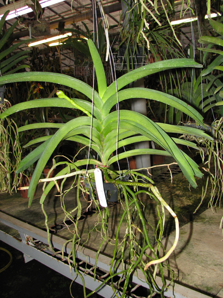 Vanda Sankhamphaeng x Vanda Patcharee's Delight.jpg